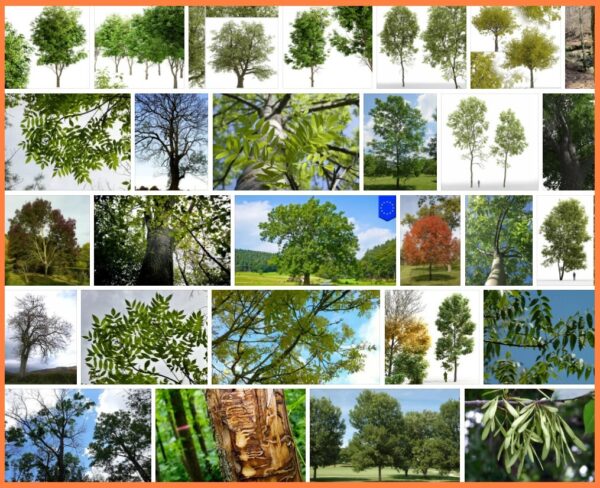 Ash Trees, 21 Species of Ash Trees 