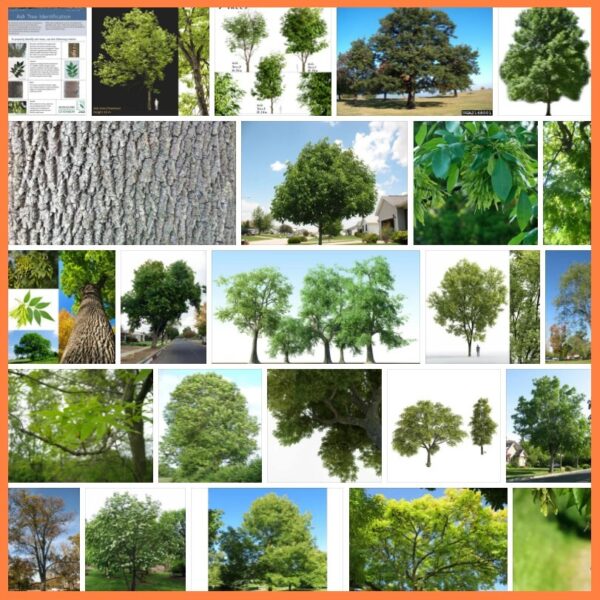 Ash Trees, 21 Species of Ash Trees 