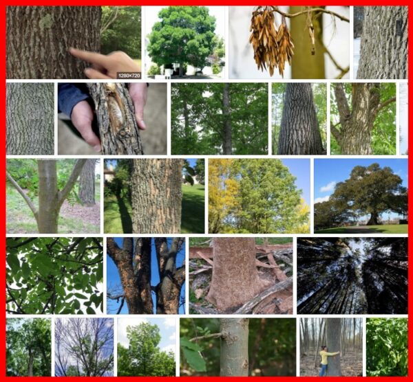 Ash Trees, 21 Species of Ash Trees 