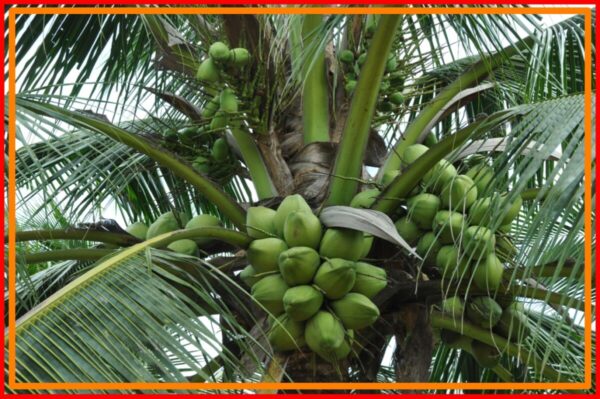Coconut Trees, How to Plant a Coconut Trees 
