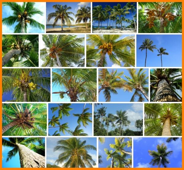 Coconut Trees, How to Plant a Coconut Trees 