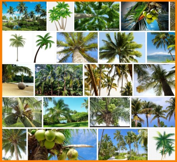 Coconut Trees, How to Plant a Coconut Trees 