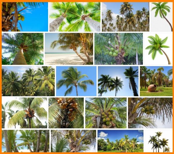 Coconut Trees, How to Plant a Coconut Trees 