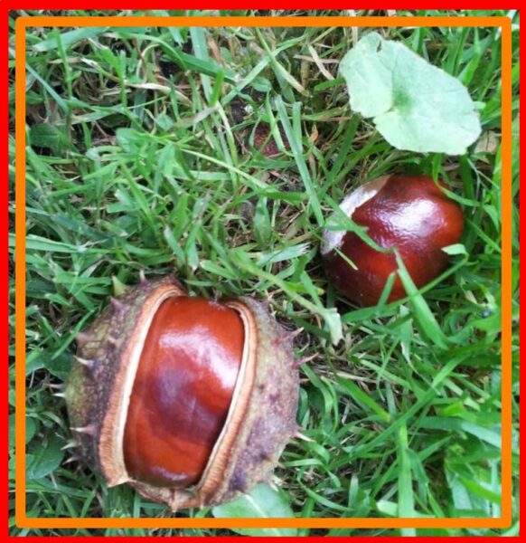 Chestnut Trees For Sale, Near Me 2021 