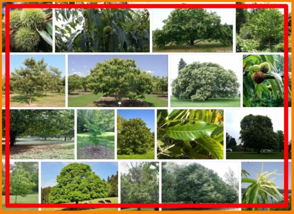 Chestnut Trees For Sale, Near Me 2021 