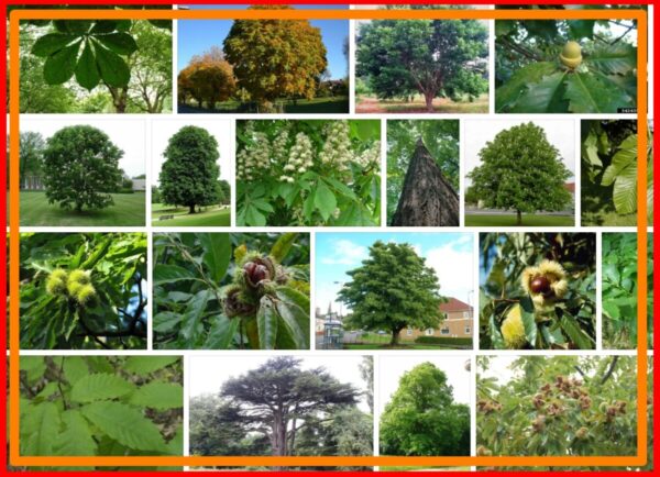Chestnut Trees For Sale, Near Me 2021 
