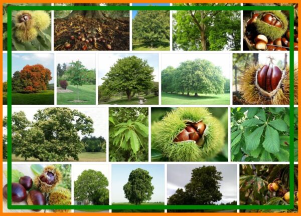 Chestnut Trees For Sale, Near Me 2021 