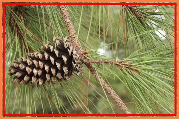 Florida Pine Trees, What kind of pine trees grow in Florida? 