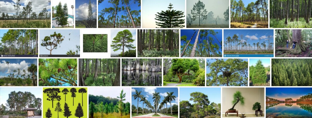 Florida Pine Trees, What kind of pine trees grow in Florida? | Tree Types