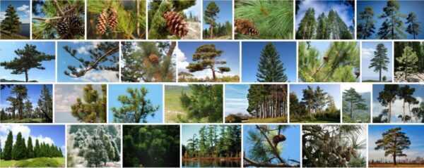 Florida Pine Trees, What kind of pine trees grow in Florida? 