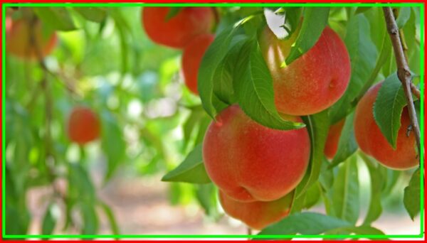 How to prune peach trees, how is pruning of a peach tree having long branches applied? 