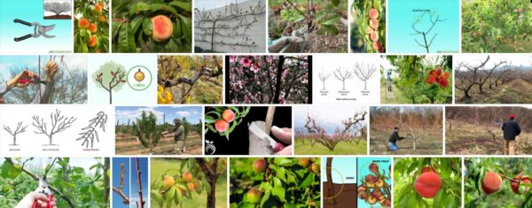 How to prune peach trees, how is pruning of a peach tree having long branches applied? 