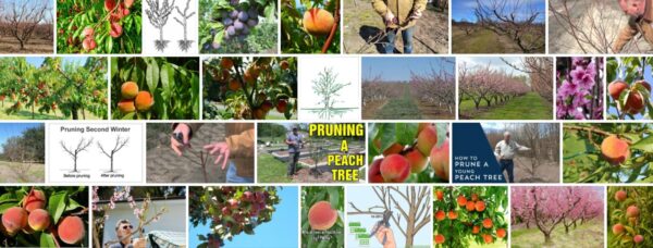 How to prune peach trees, how is pruning of a peach tree having long branches applied? 