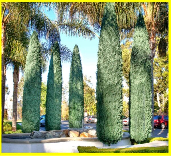 Italian Cypress Trees, Big Discount For Sale **2021 