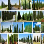 Italian Cypress Trees, Big Discount For Sale **2021 