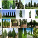 Italian Cypress Trees, Big Discount For Sale **2021 