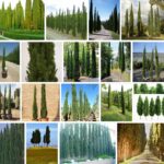 Italian Cypress Trees, Big Discount For Sale **2021 