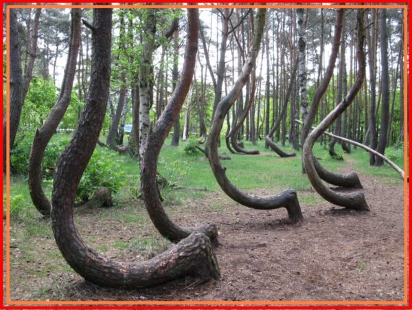 J Shaped Trees, 43+ Warning Signs From Nature 