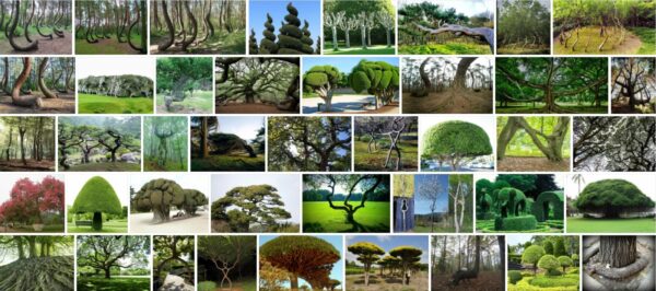 J Shaped Trees, 43+ Warning Signs From Nature 