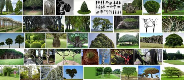 J Shaped Trees, 43+ Warning Signs From Nature 