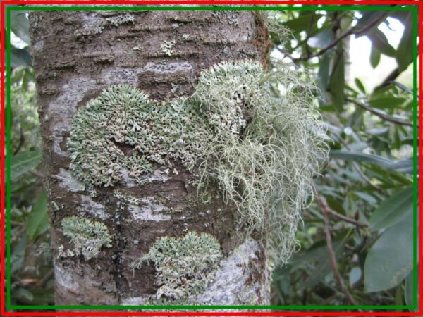 Lichen On Trees, Are lichens harmful to trees? 