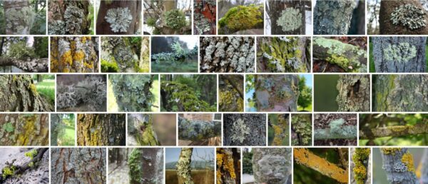 Lichen On Trees, Are lichens harmful to trees? 