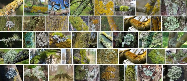 Lichen On Trees, Are lichens harmful to trees? 