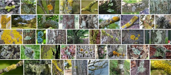 Lichen On Trees, Are lichens harmful to trees? 