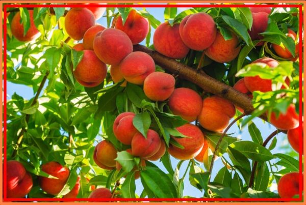 Lowes Fruit Trees, What is the best month to plant fruit trees? 