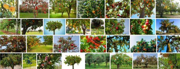 Lowes Fruit Trees, What is the best month to plant fruit trees? 