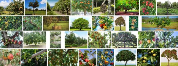 Lowes Fruit Trees, What is the best month to plant fruit trees? 