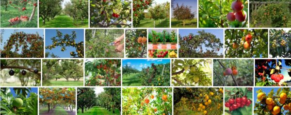 Lowes Fruit Trees, What is the best month to plant fruit trees? 