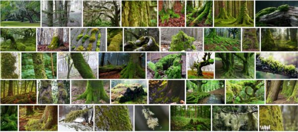 Moss On Trees, Should Moss be removed from trees? 