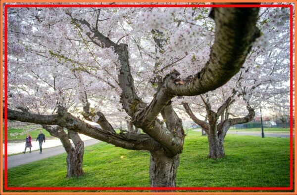 Ohio Trees, What kind of trees grow in Ohio? 