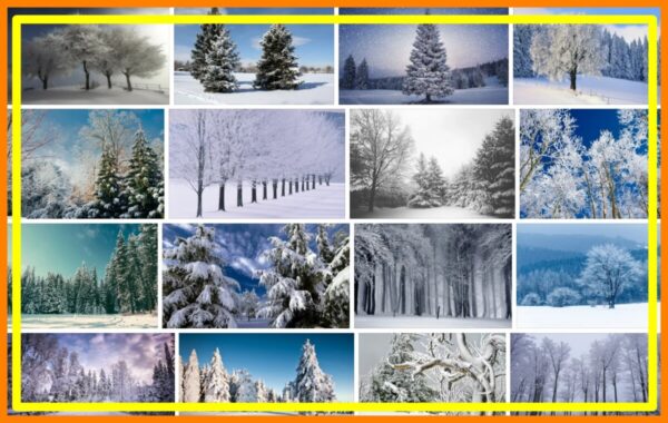 Snowy Trees, 72 Premium Background, Wallpaper 