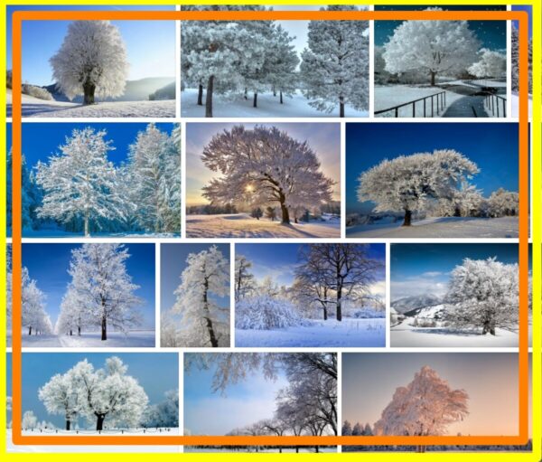 Snowy Trees, 72 Premium Background, Wallpaper 