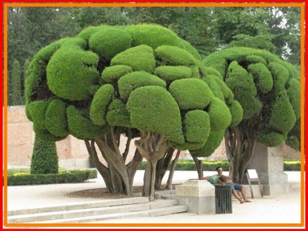 Topiary Trees, What Trees are Used For Topiary? 