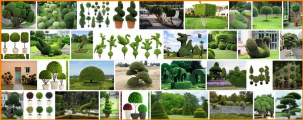 Topiary Trees, What Trees are Used For Topiary? 