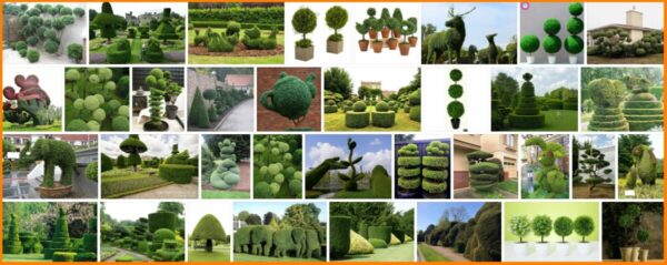 Topiary Trees, What Trees are Used For Topiary? 