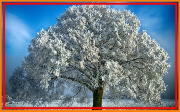 Trees In Winter, What happens to the trees in winter ? **2021 