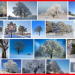 Trees In Winter, What happens to the trees in winter ? **2021 