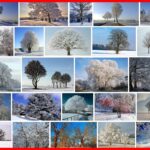 Trees In Winter, What happens to the trees in winter ? **2021 