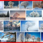 Trees In Winter, What happens to the trees in winter ? **2021 