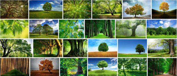 Trees Wallpaper, 180 Premium Free HD Walpaper 2021 