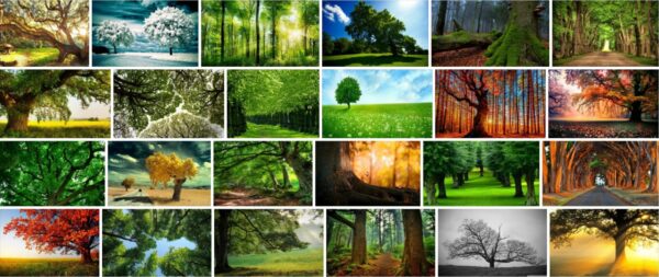 Trees Wallpaper, 180 Premium Free HD Walpaper 2021 