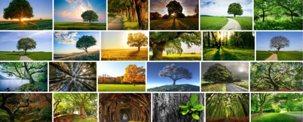 Trees Wallpaper, 180 Premium Free HD Walpaper 2021 