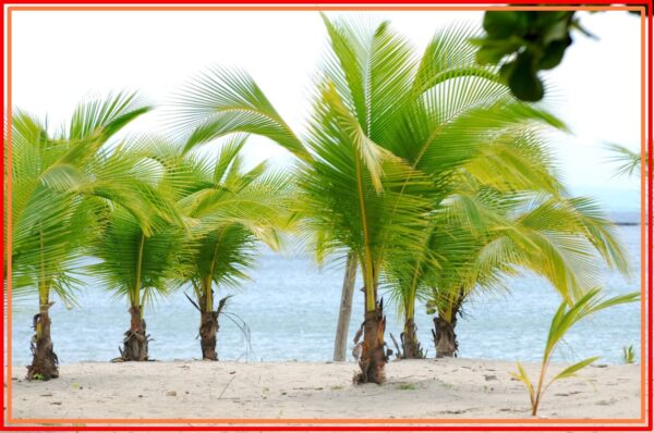 Tropical Trees, 93 Best Tropical Tree Types, Names and Pictures !!! 