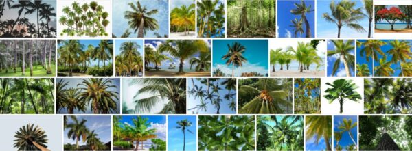 Tropical Trees, 93 Best Tropical Tree Types, Names and Pictures !!! 