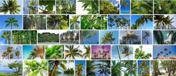 Tropical Trees, 93 Best Tropical Tree Types, Names and Pictures !!! 