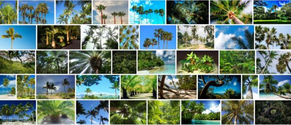Tropical Trees, 93 Best Tropical Tree Types, Names and Pictures !!! 